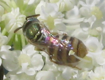 Microimenottero: Nomioides sp. (Apidae Halictinae)
